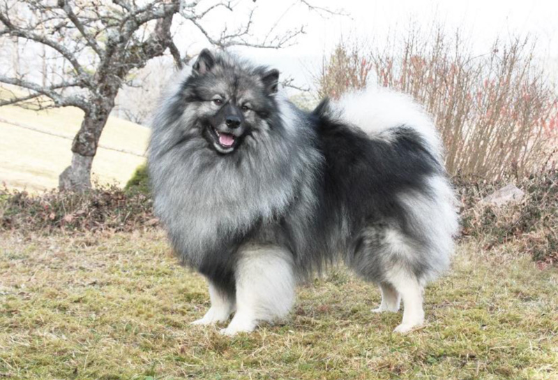 FCI Standard - Deutscher Wolfsspitz/Keeshond