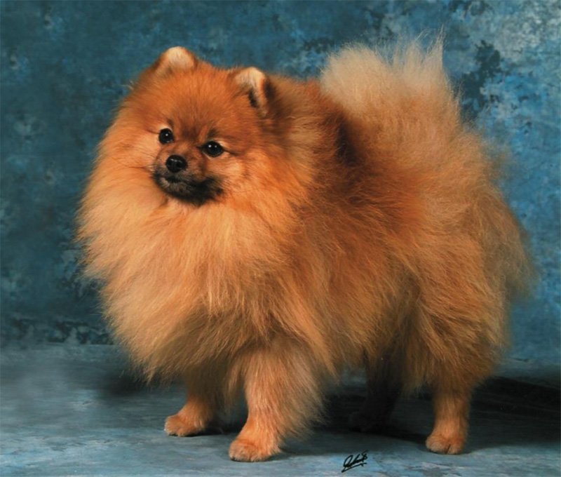 FCI Standard - Deutscher Zwergspitz/Pomeranian