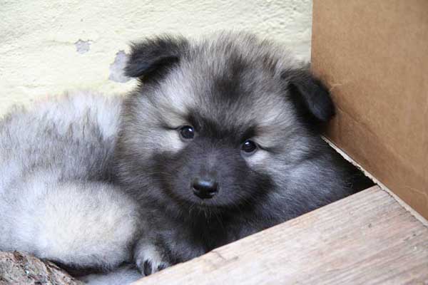 Welpenvermittlung Verein fr Deutsche Spitze e.V. - Wolfsspitze/Keeshond