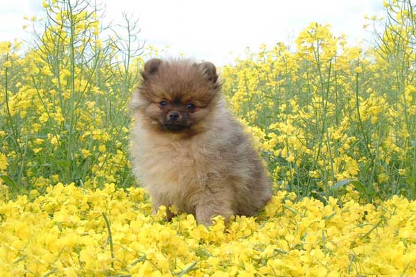 Welpenvermittlung Verein fr Deutsche Spitze e.V. - Zwrgspitz/Pomeranian