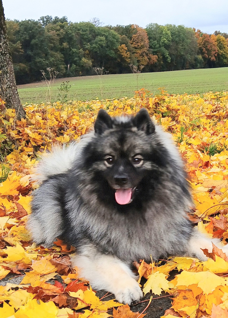 Jimmy vom Großen Stein
