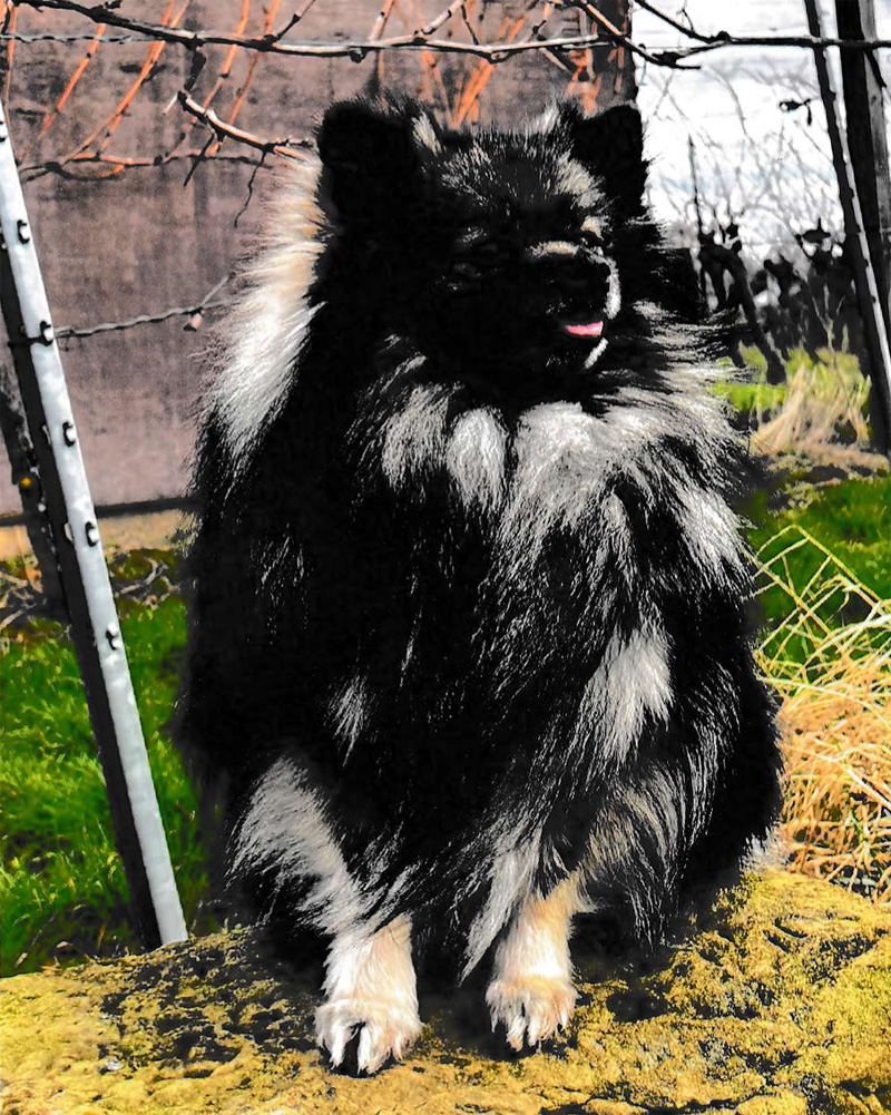 IRON VON DER RATHSZUNFT